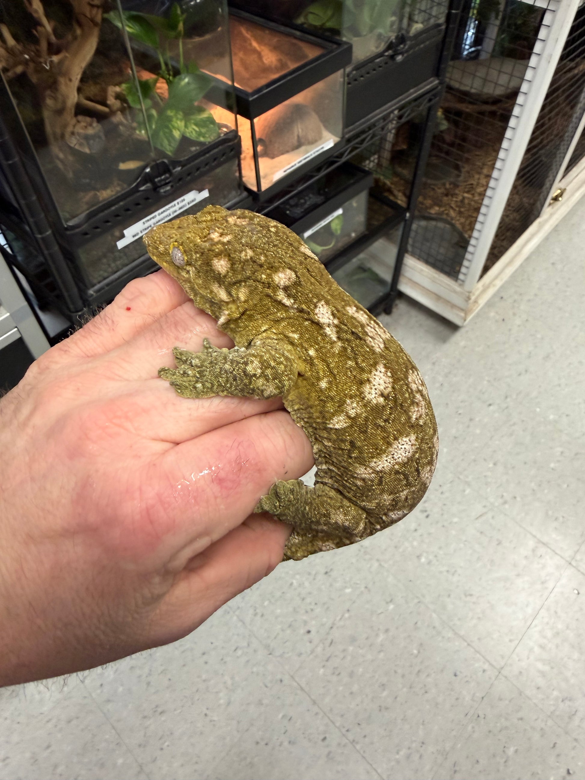 Pure nu Ami - Leachianus Geckos