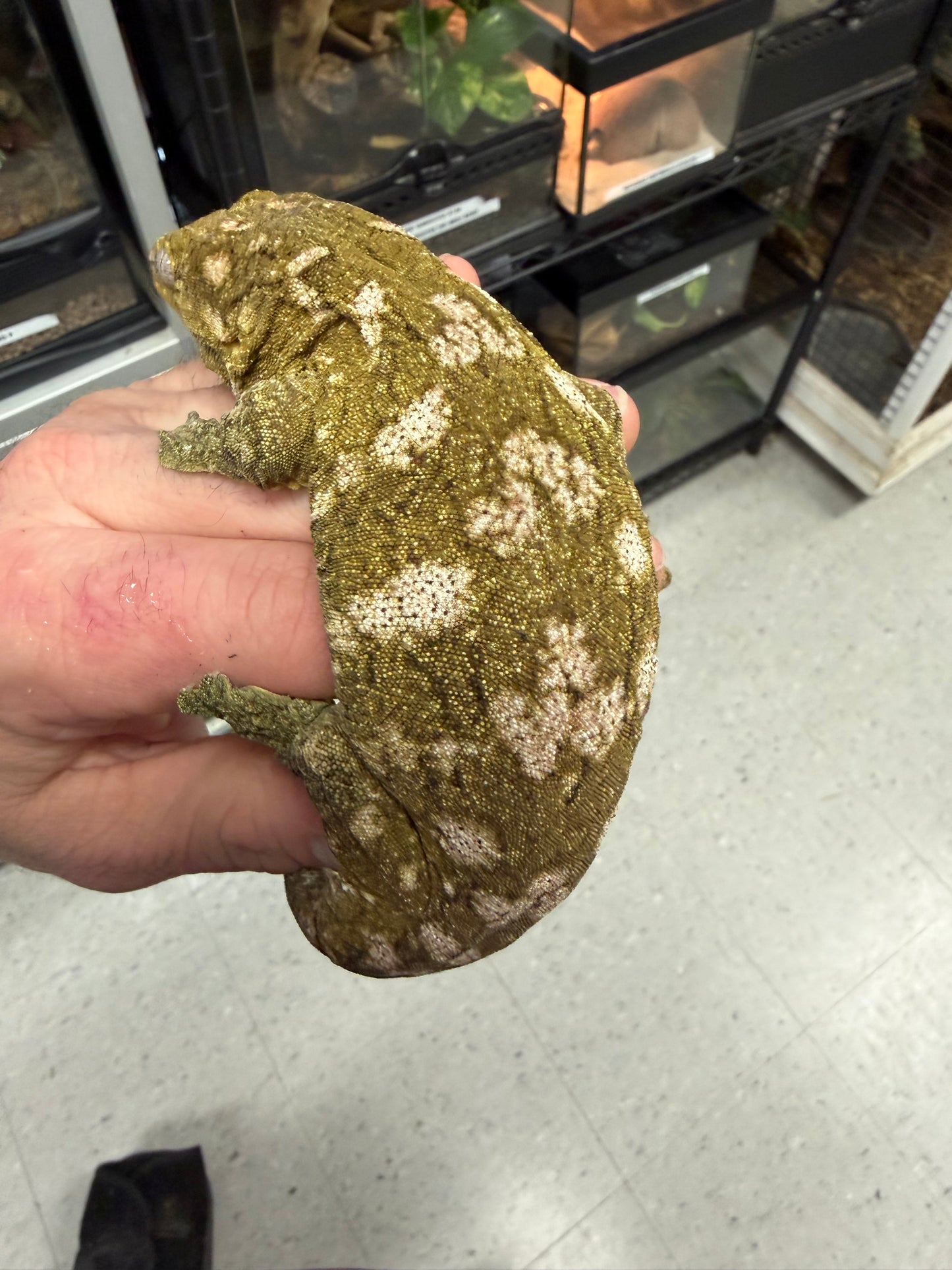 Pure nu Ami - Leachianus Geckos