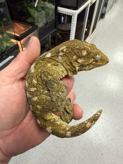 Pure nu Ami - Leachianus Geckos