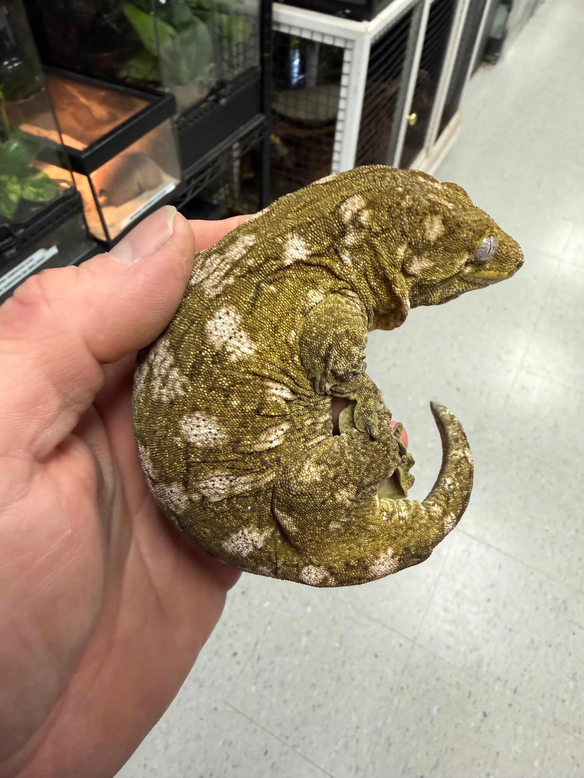 Pure nu Ami - Leachianus Geckos
