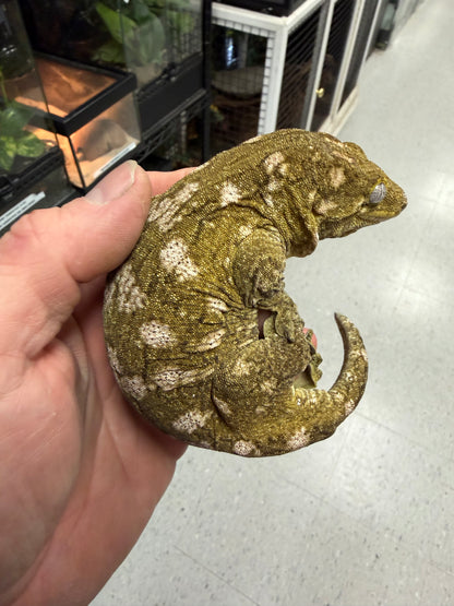 Pure nu Ami - Leachianus Geckos