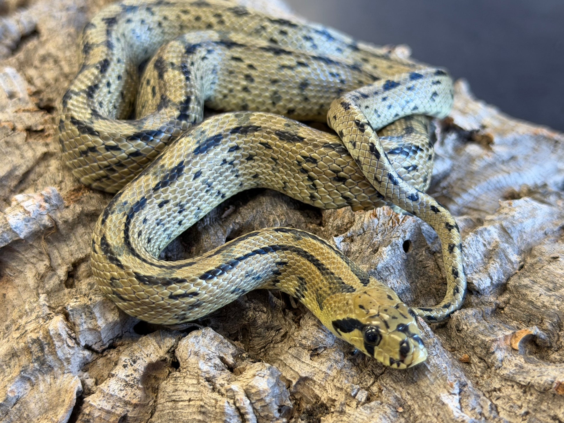 Ladder rat snakes - Other Rat Snakes