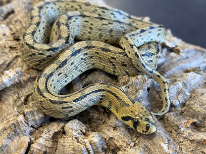 Ladder rat snakes - Other Rat Snakes