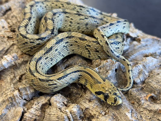 Ladder rat snakes - Other Rat Snakes