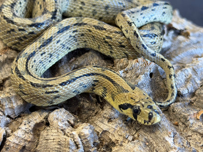Ladder rat snakes - Other Rat Snakes