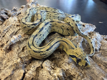 Ladder rat snakes - Other Rat Snakes