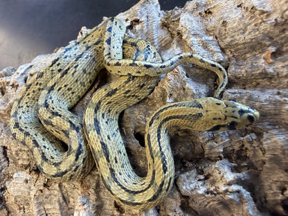 Ladder rat snakes - Other Rat Snakes