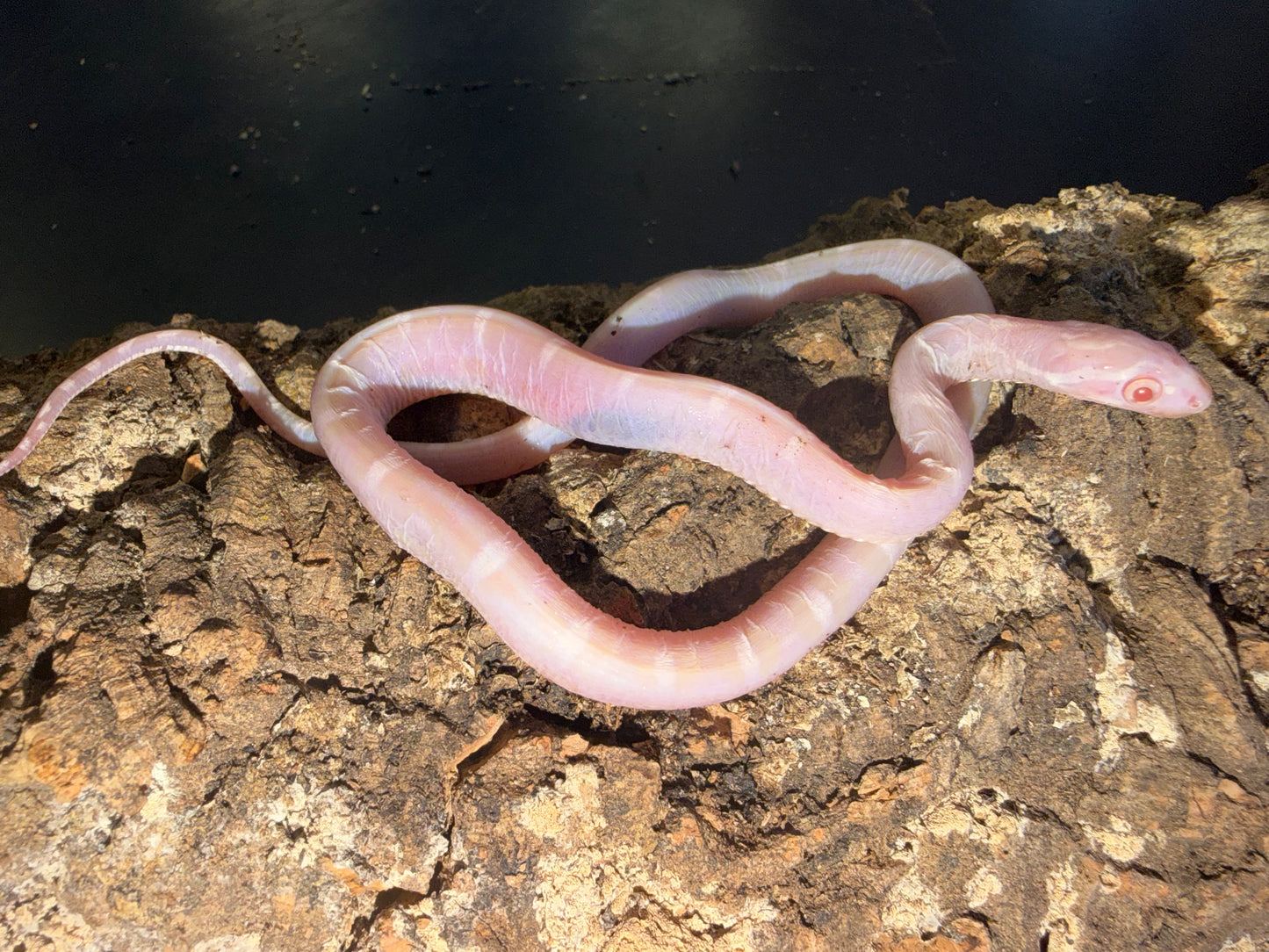 Snow scaleless - Corn Snakes