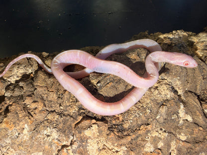 Snow scaleless - Corn Snakes