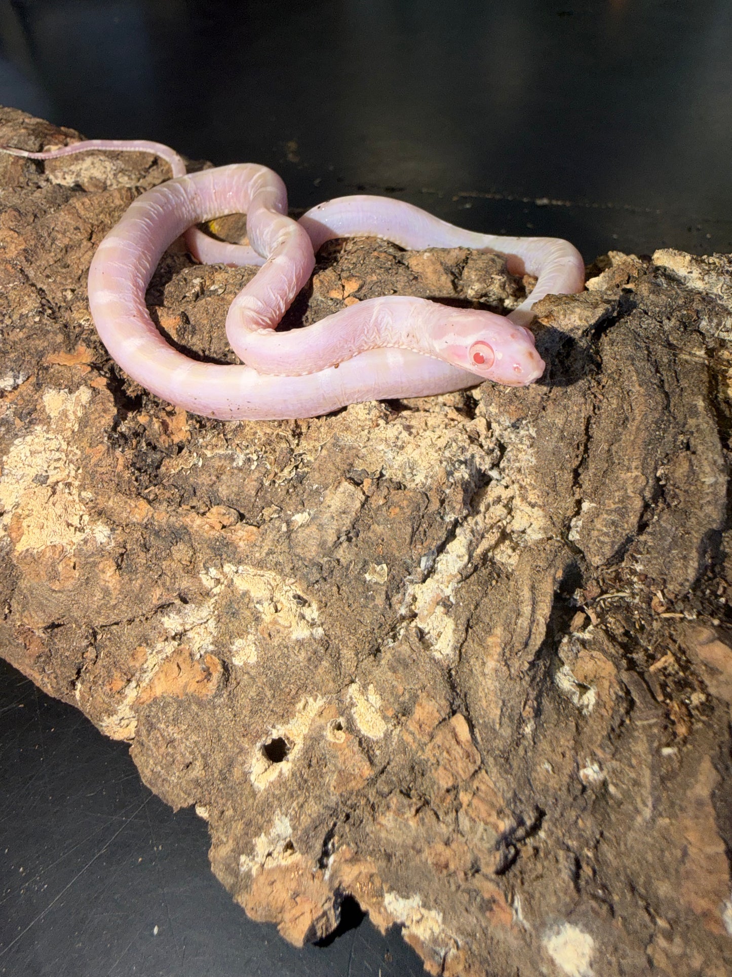 Snow scaleless - Corn Snakes
