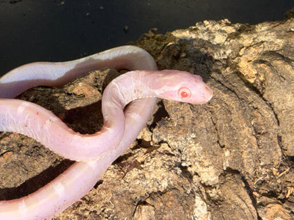 Snow scaleless - Corn Snakes