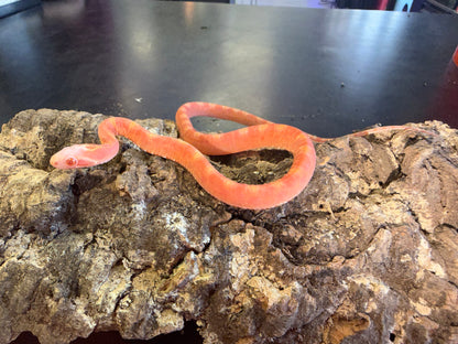 Albino scaleless corn - Corn Snakes