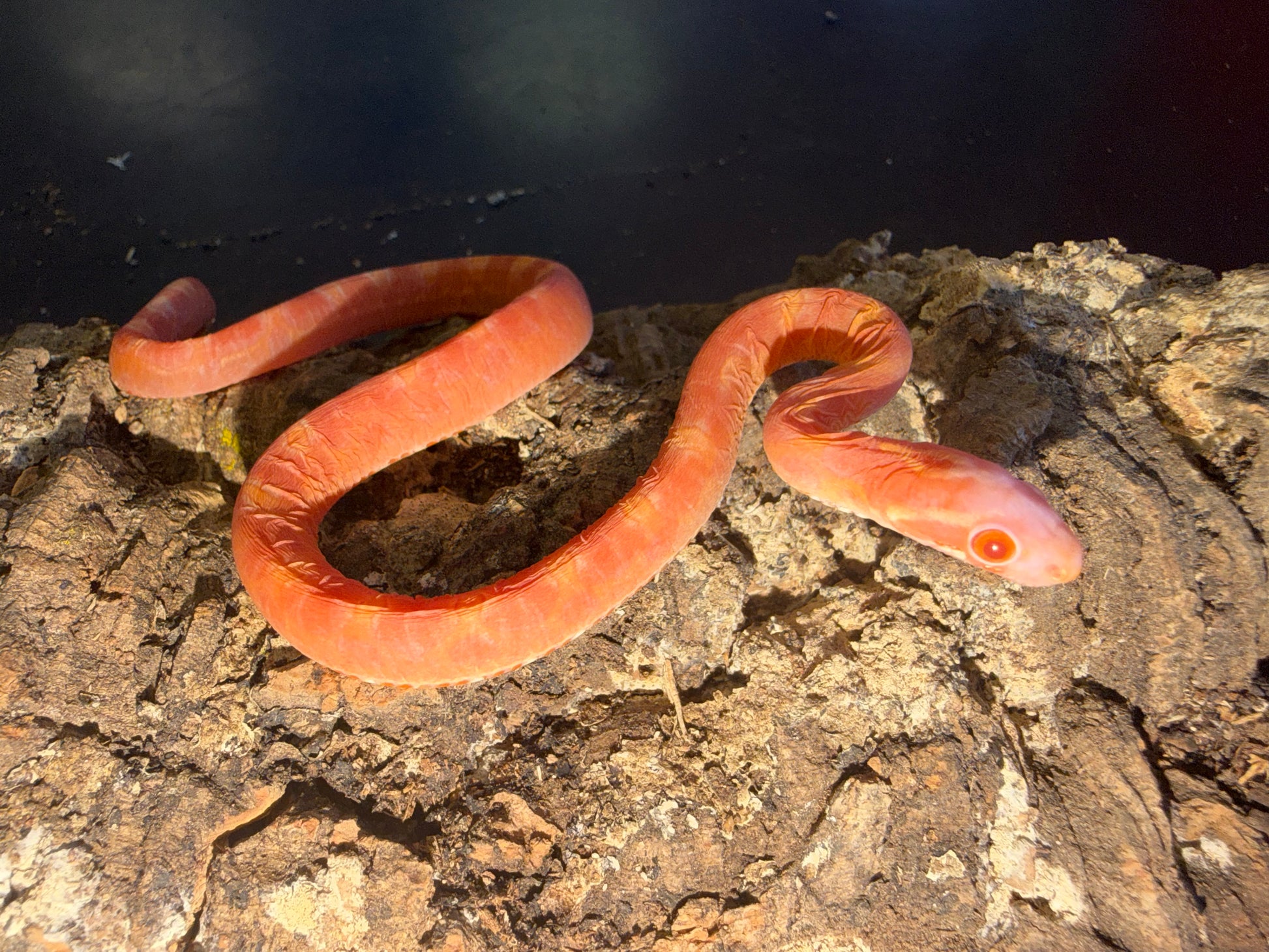 Albino scaleless corn - Corn Snakes