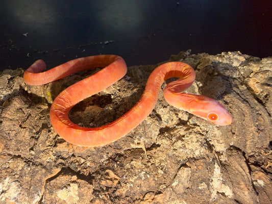 Albino scaleless corn - Corn Snakes