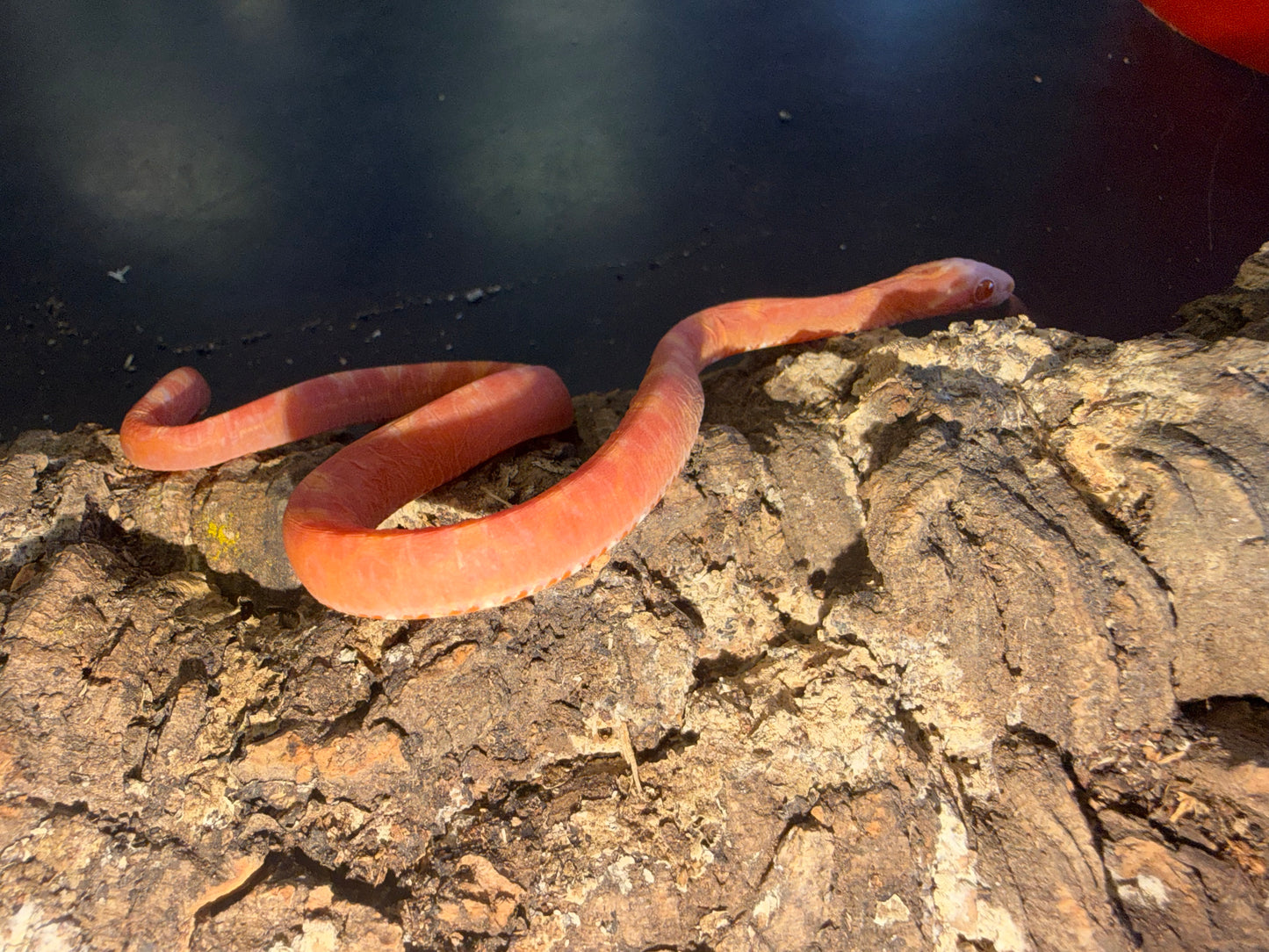 Albino scaleless corn - Corn Snakes
