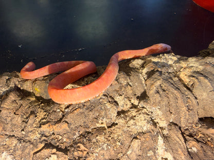 Albino scaleless corn - Corn Snakes