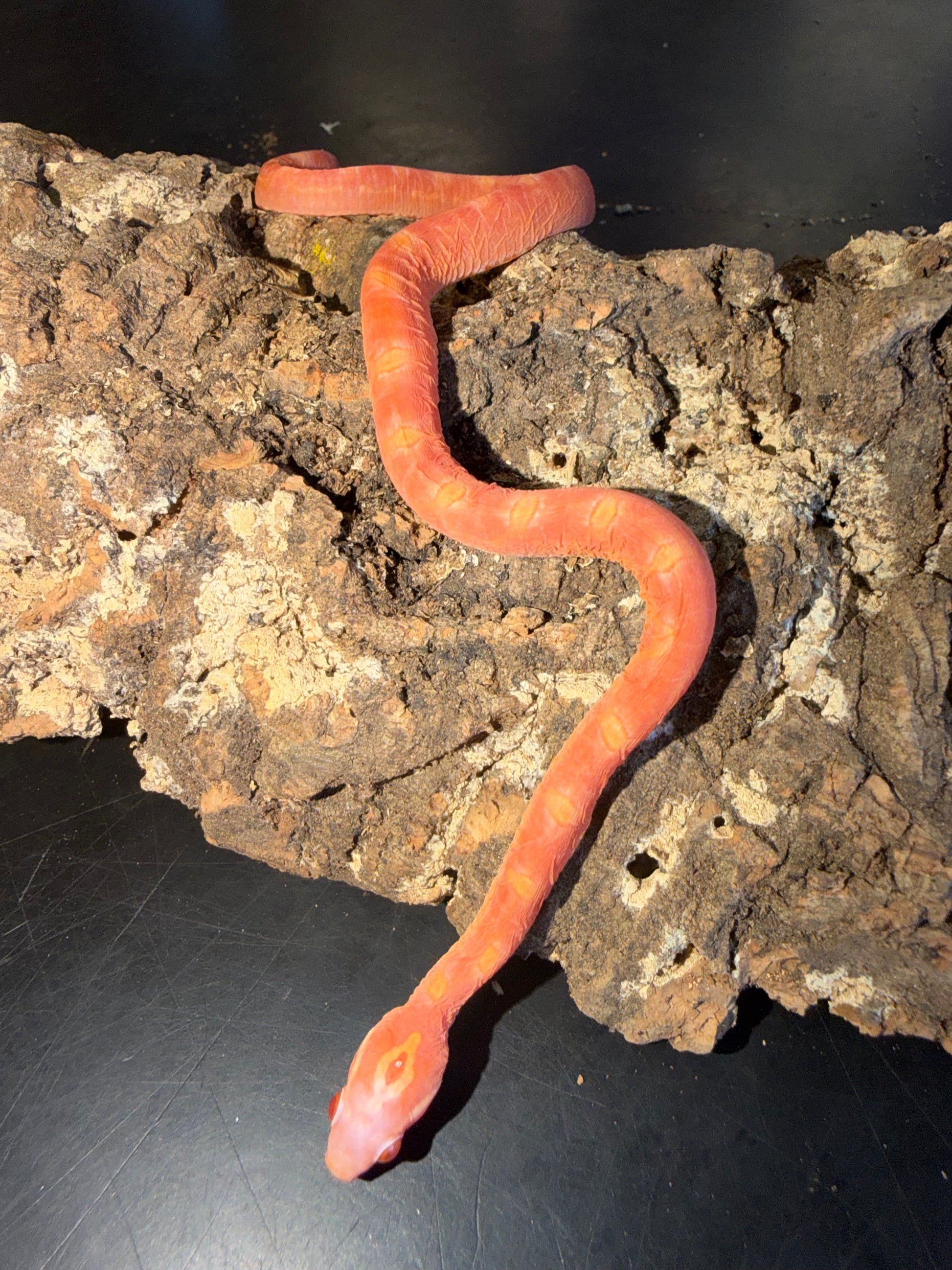 Albino scaleless corn - Corn Snakes