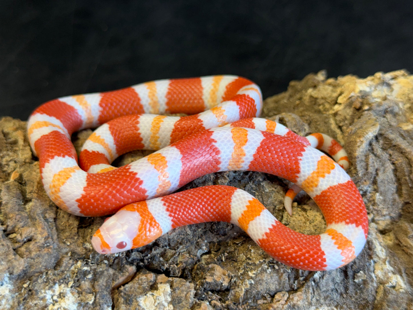 Albino tangerine - Honduran Milk Snakes