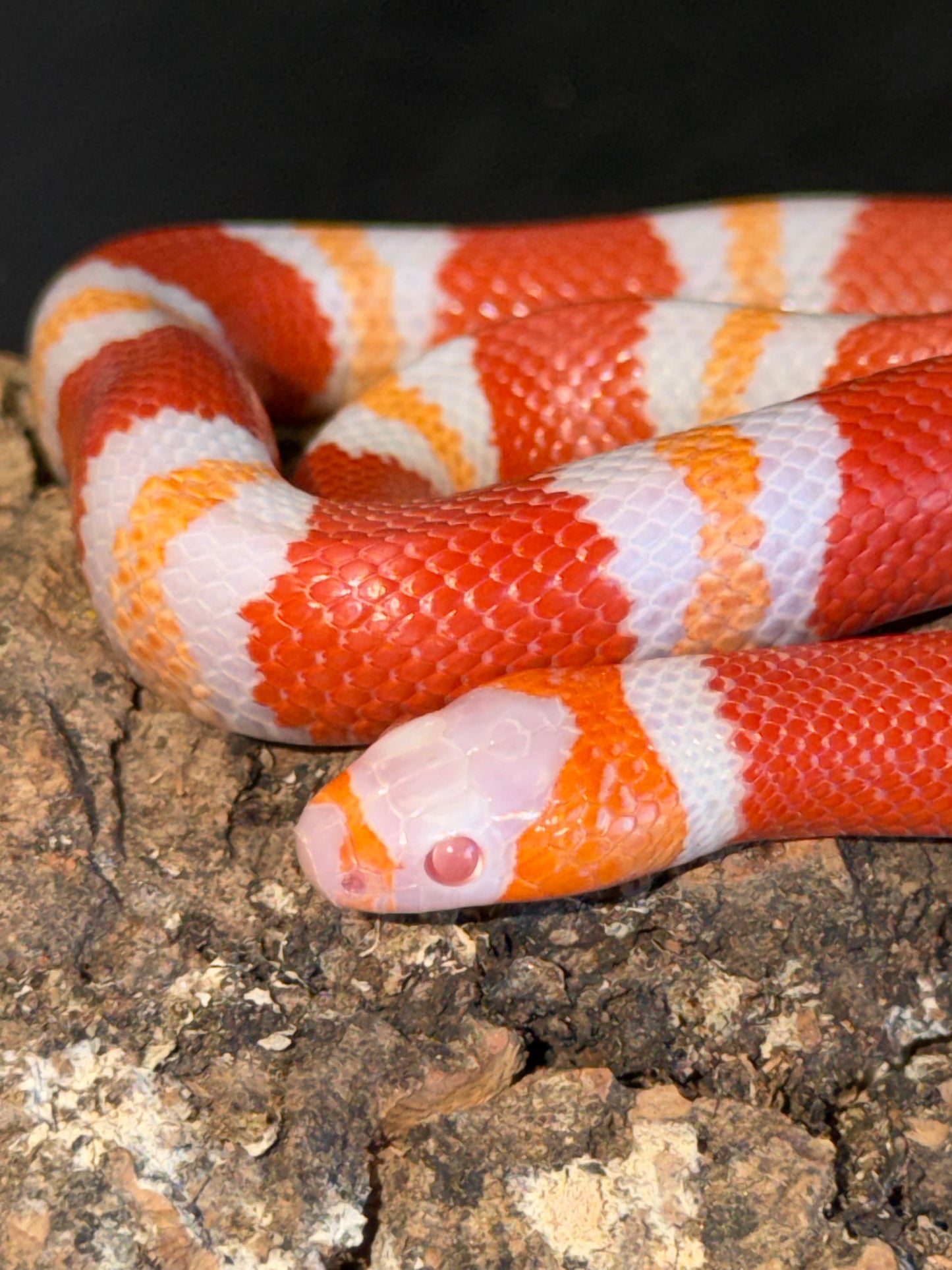 Albino tangerine - Honduran Milk Snakes