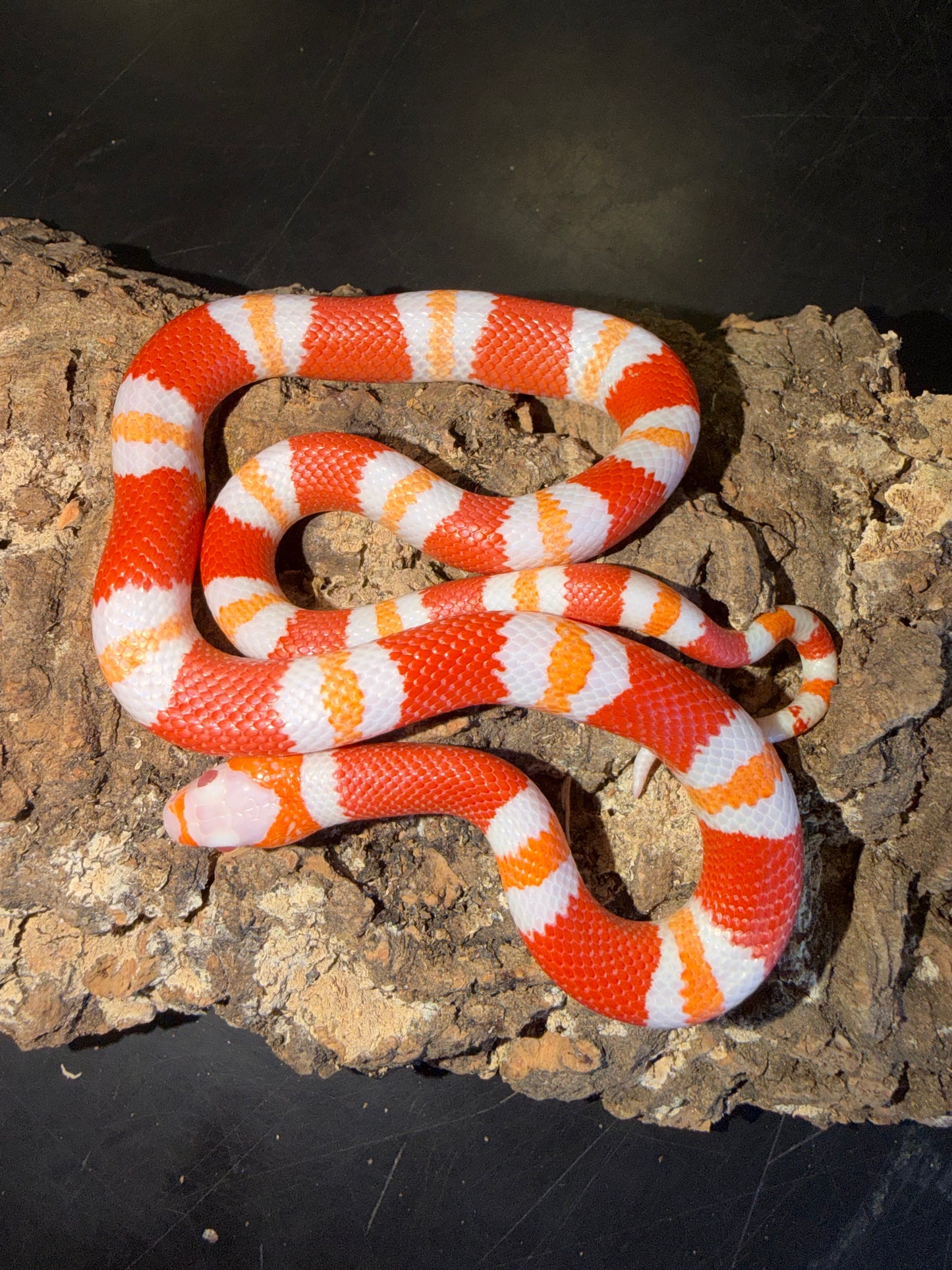 Albino tangerine - Honduran Milk Snakes