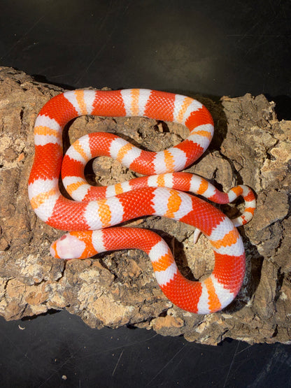 Albino tangerine - Honduran Milk Snakes