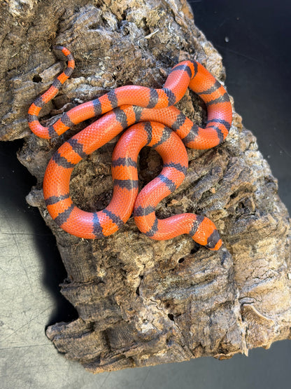 Super clean hypo - Honduran Milk Snakes