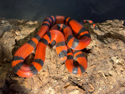 Classic tangerine - Honduran Milk Snakes