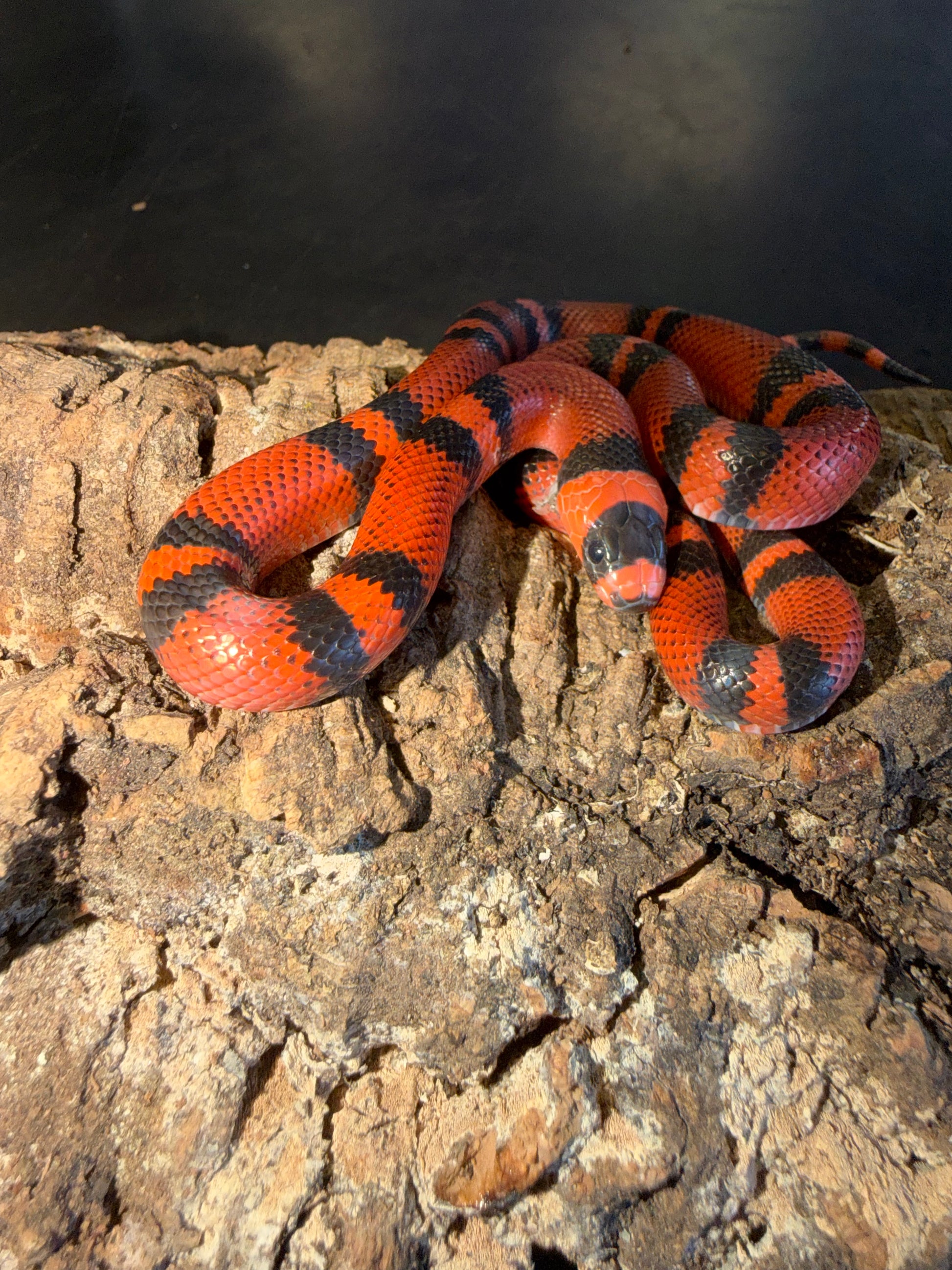 Classic tangerine - Honduran Milk Snakes