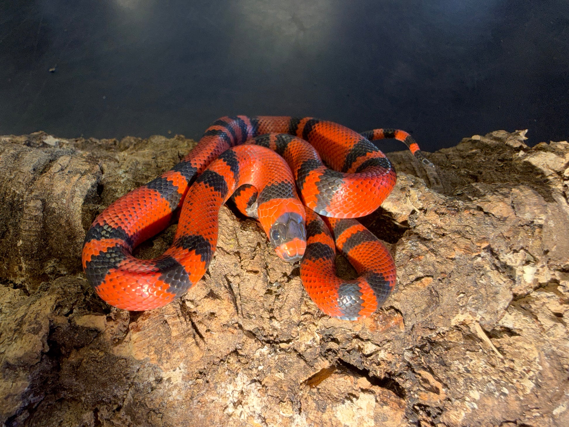 Classic tangerine - Honduran Milk Snakes