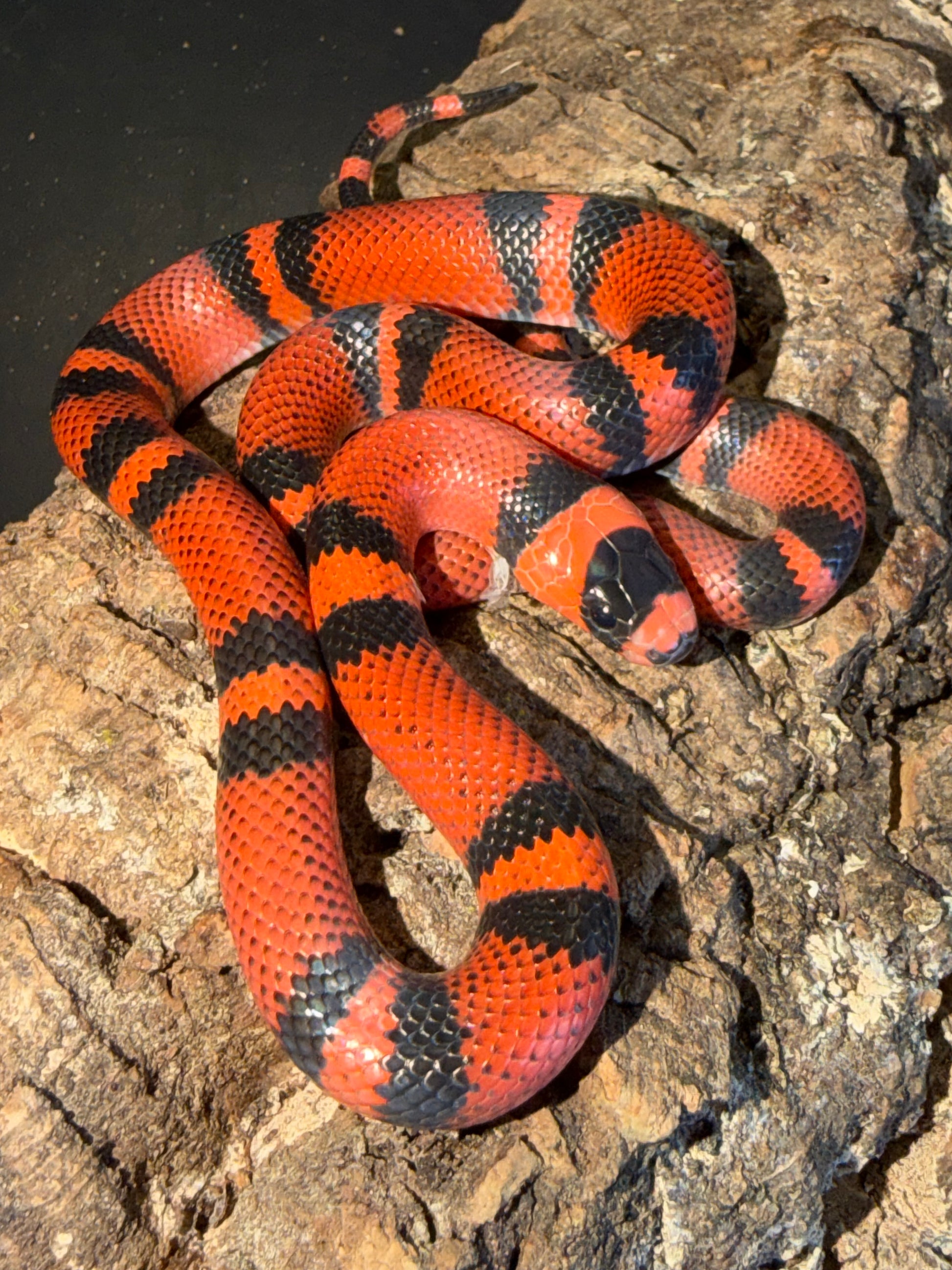 Classic tangerine - Honduran Milk Snakes