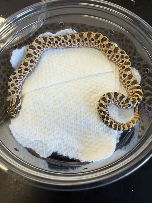 Classic - Western Hognose