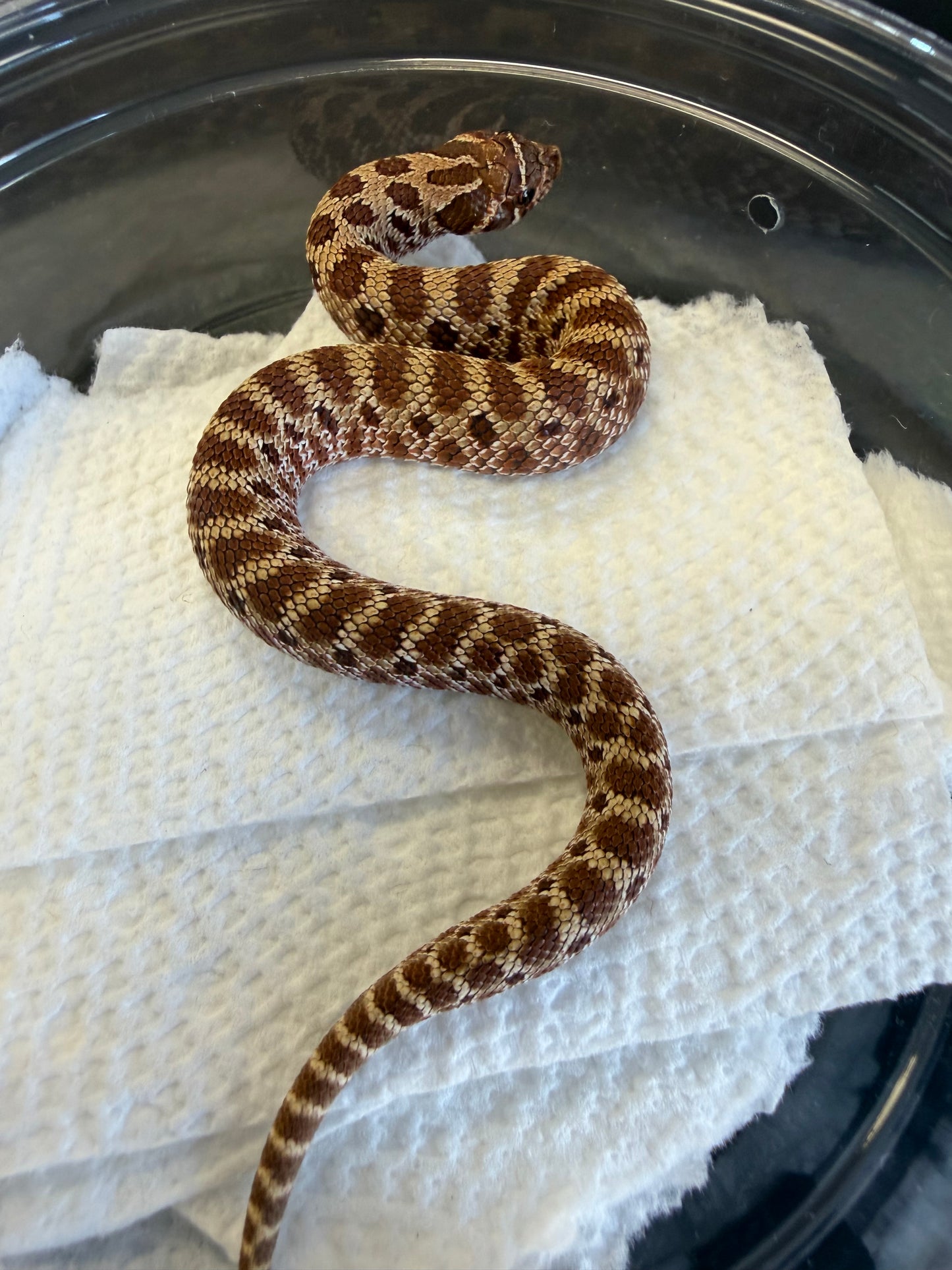 Classic - Western Hognose