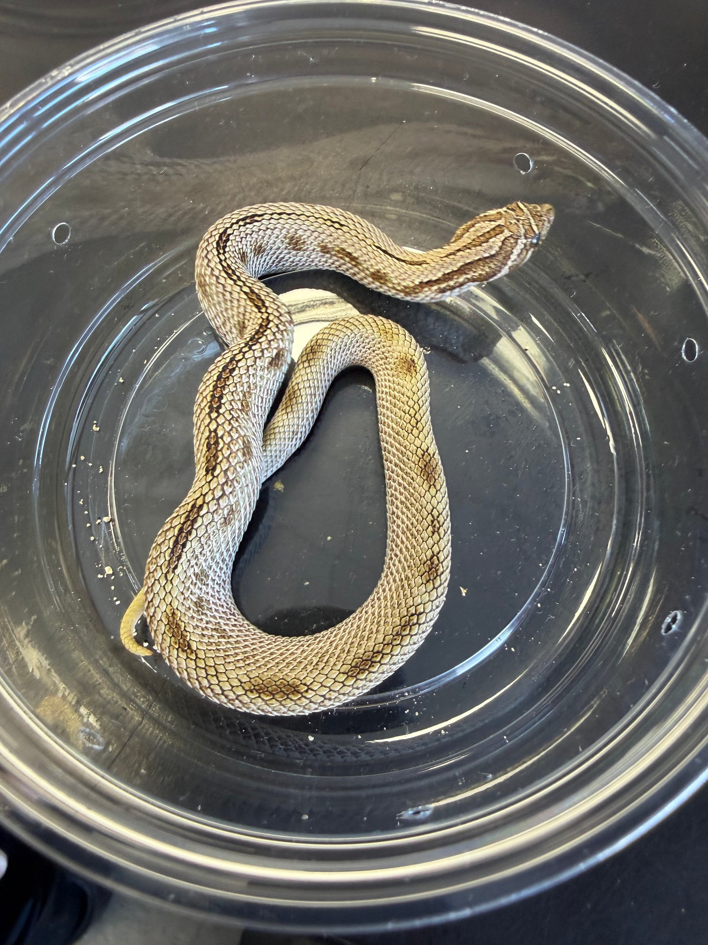 anaconda - Western Hognose