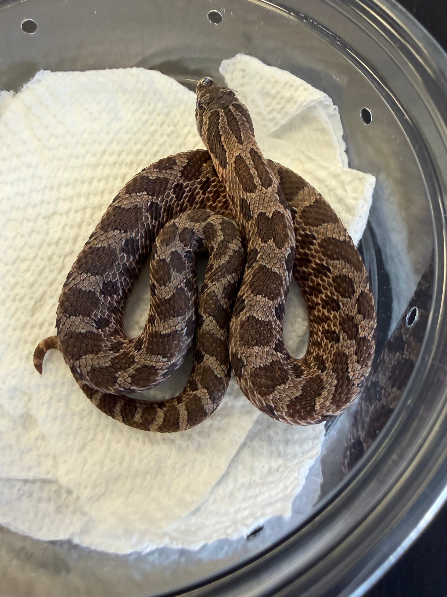 Sable - Western Hognose