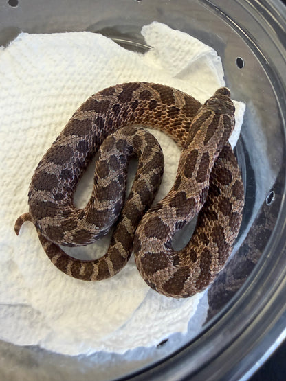 Sable - Western Hognose