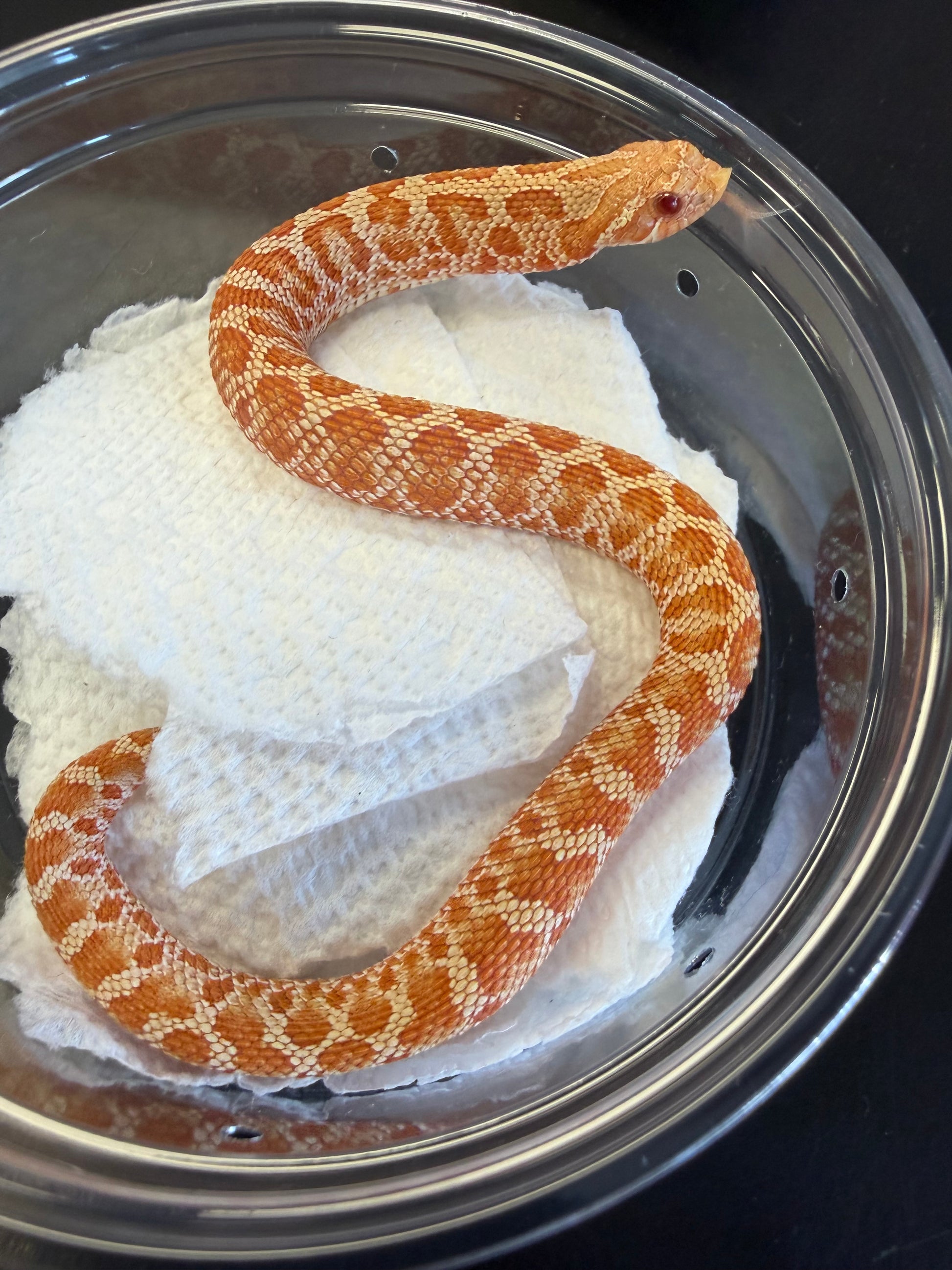 Albino red cool pattern - Western Hognose