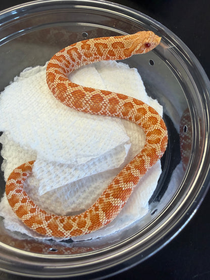 Albino red cool pattern - Western Hognose