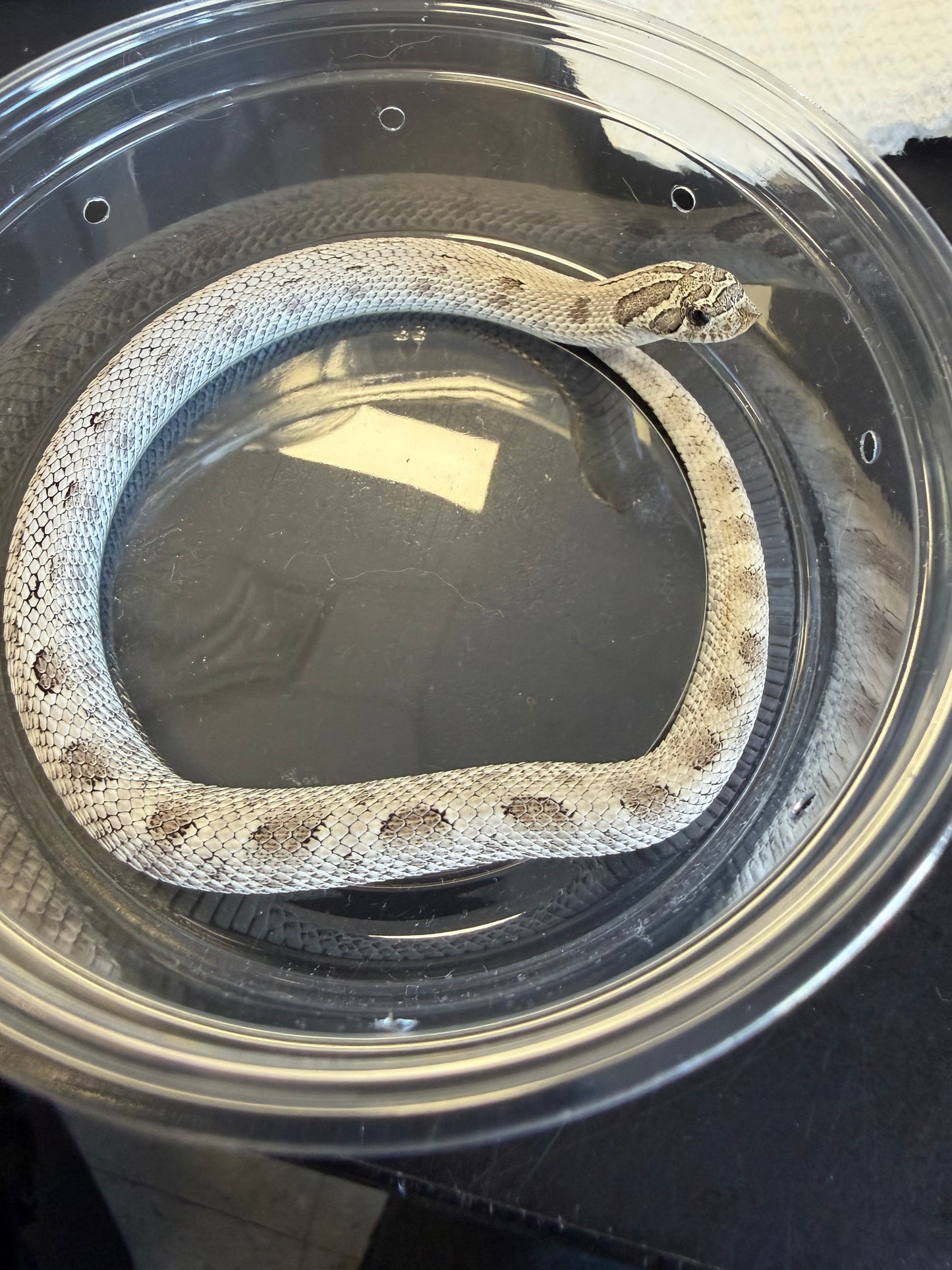 Axanthic conda - Western Hognose