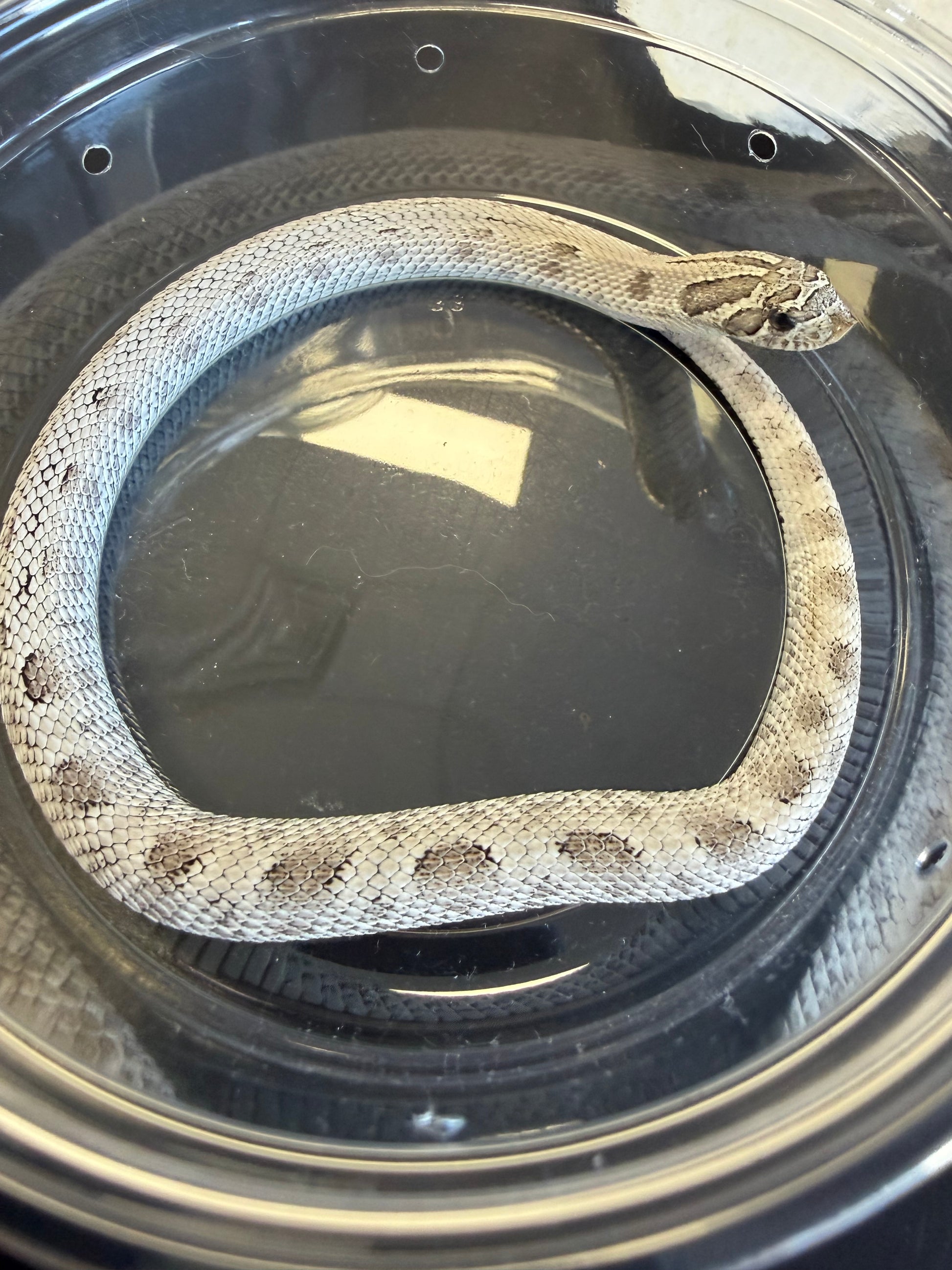 Axanthic conda - Western Hognose