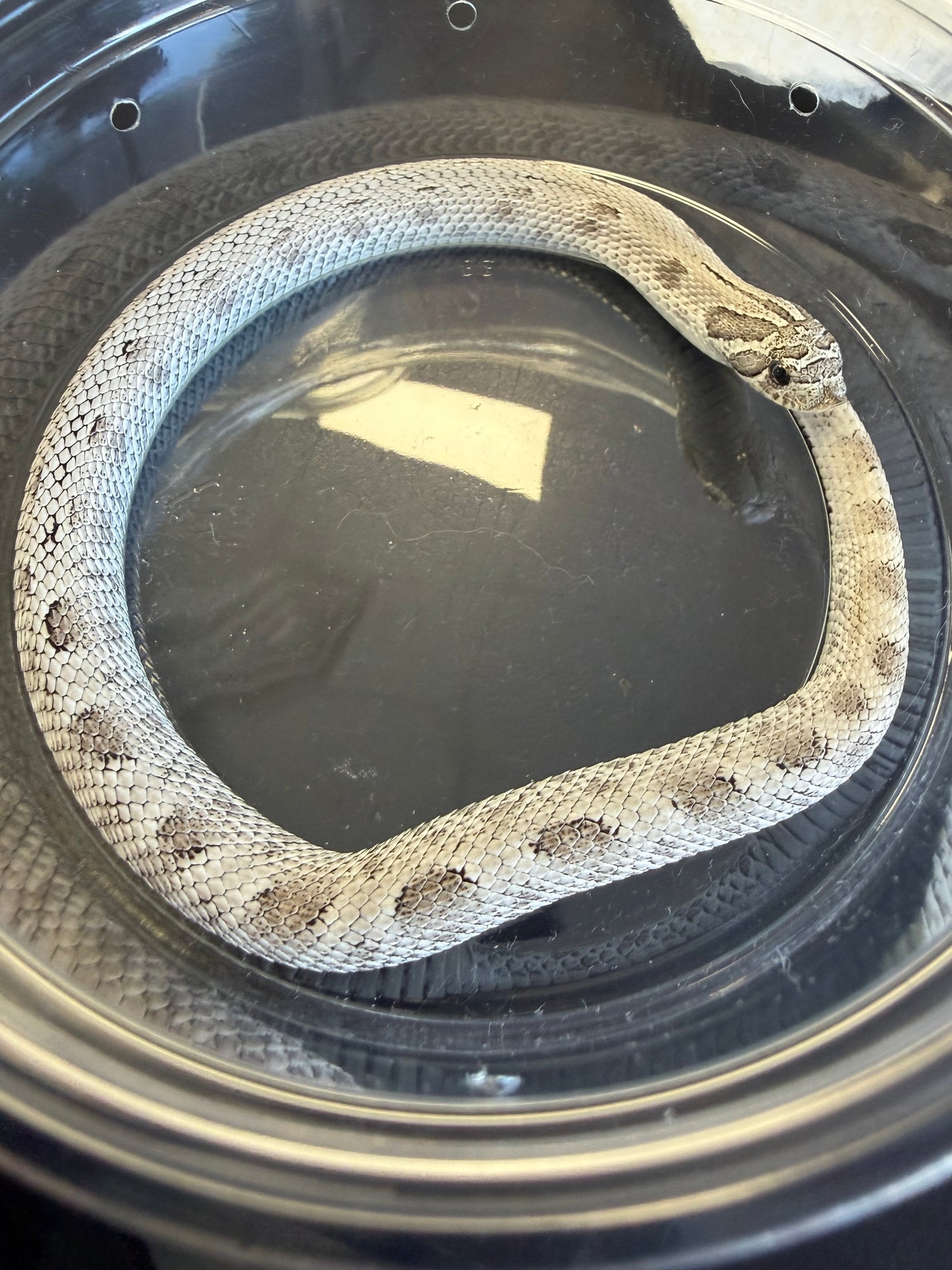 Axanthic conda - Western Hognose