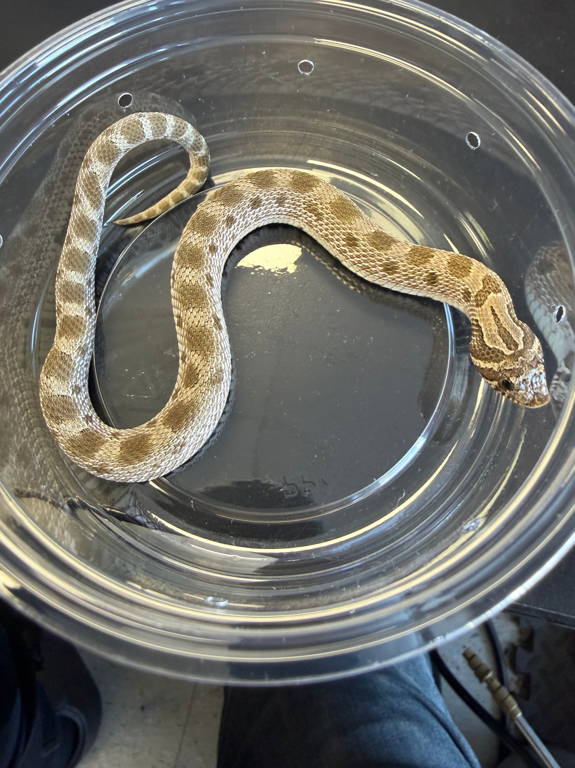 Anaconda - Western Hognose