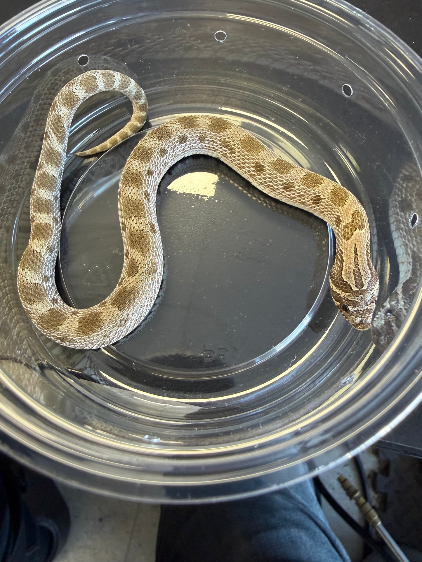 Anaconda - Western Hognose