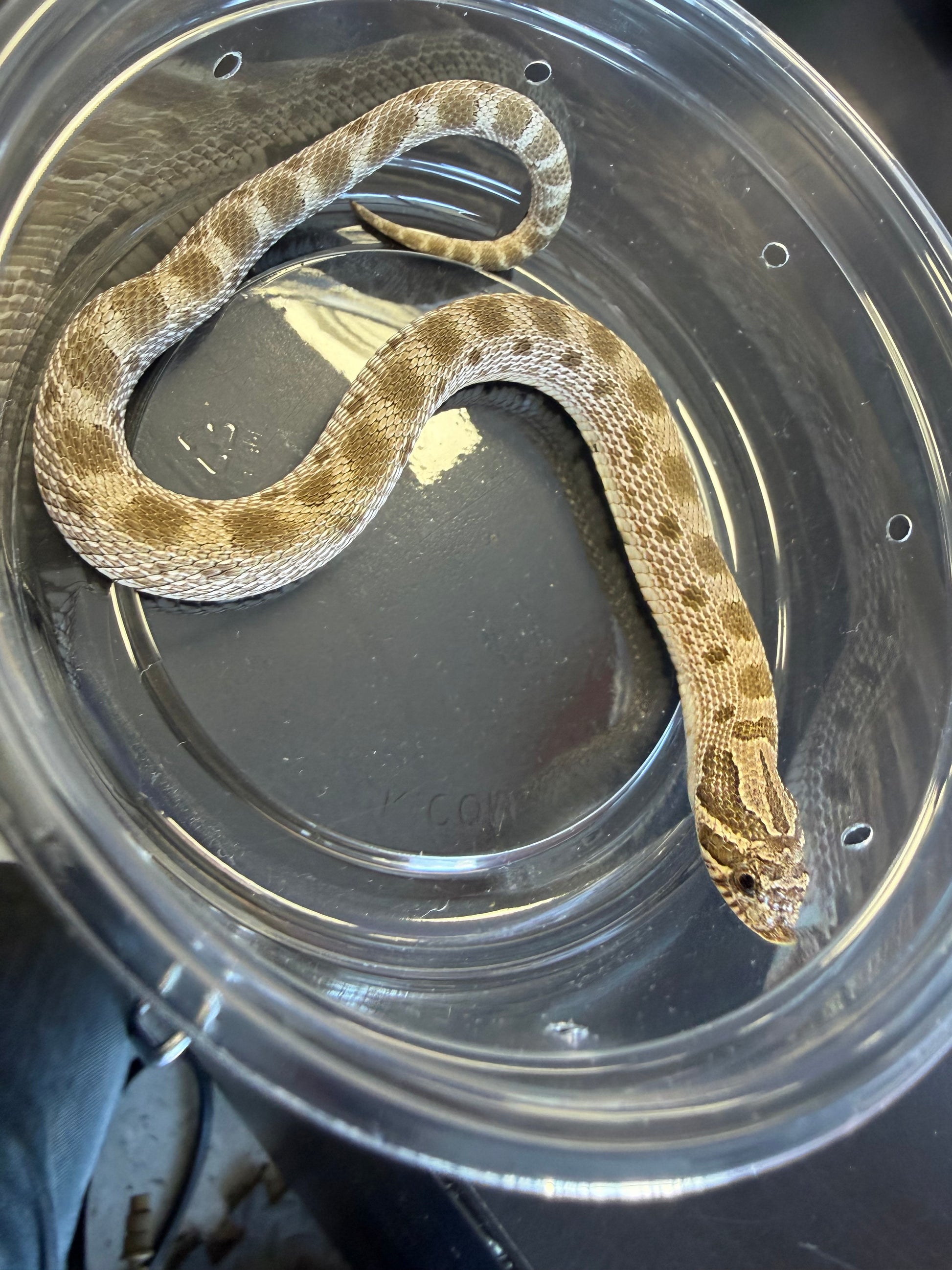 Anaconda - Western Hognose