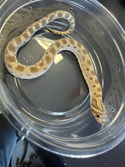 Anaconda - Western Hognose