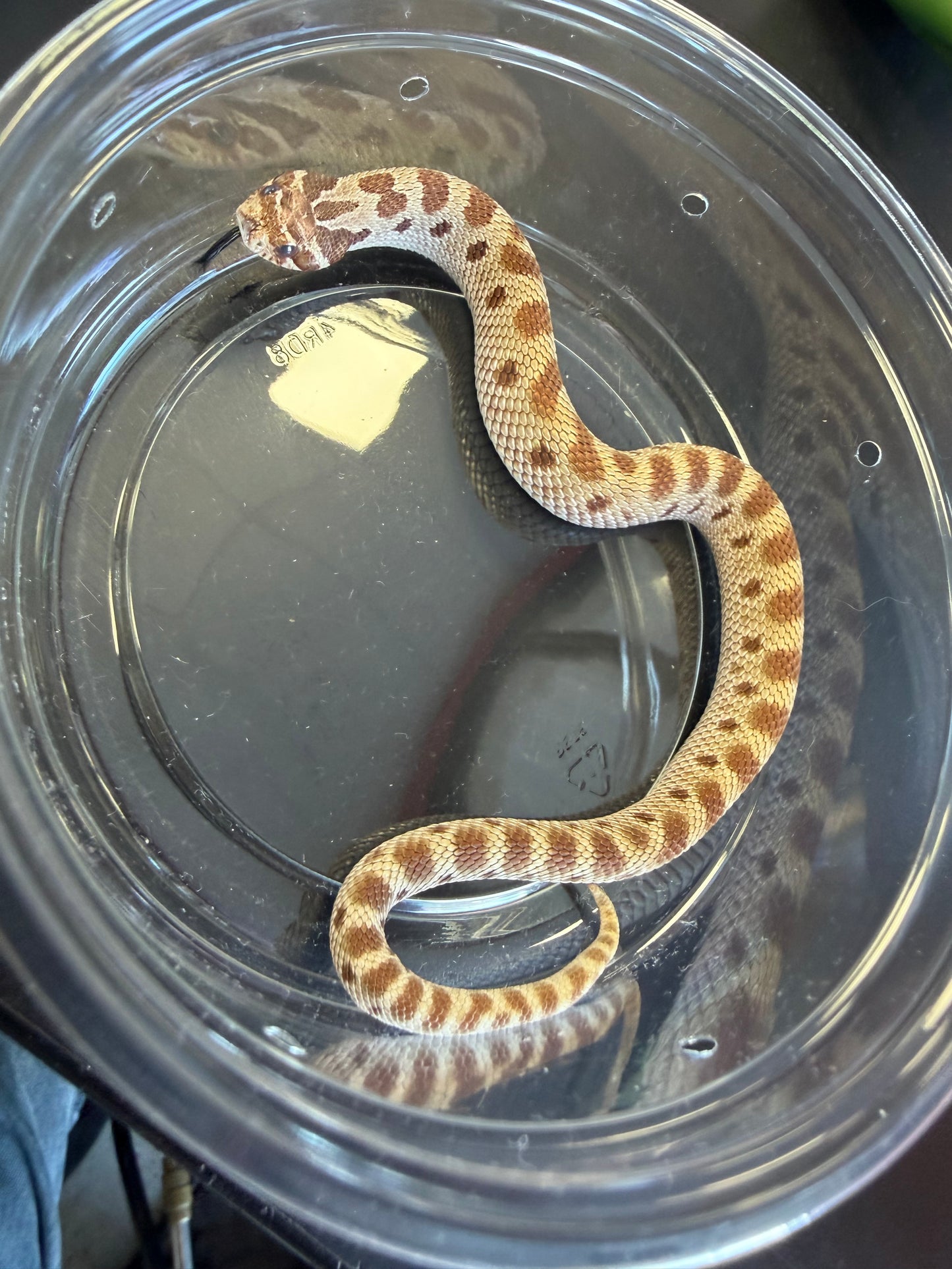 Anaconda - Western Hognose
