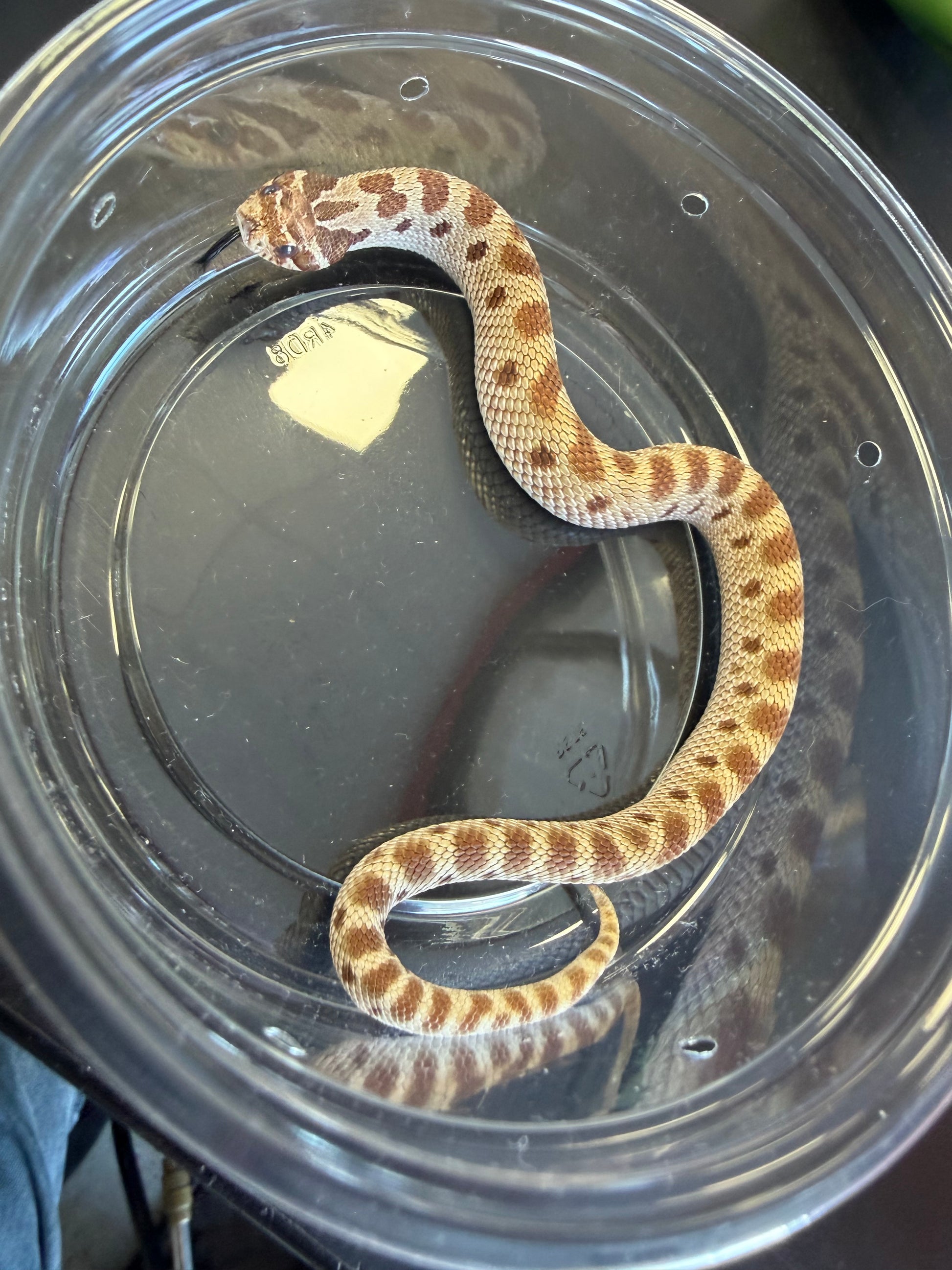 Anaconda - Western Hognose