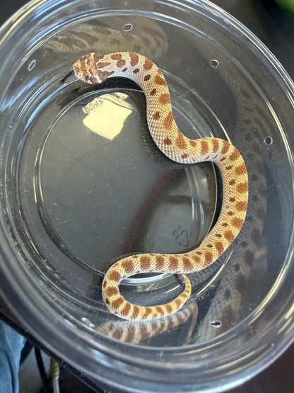 Anaconda - Western Hognose