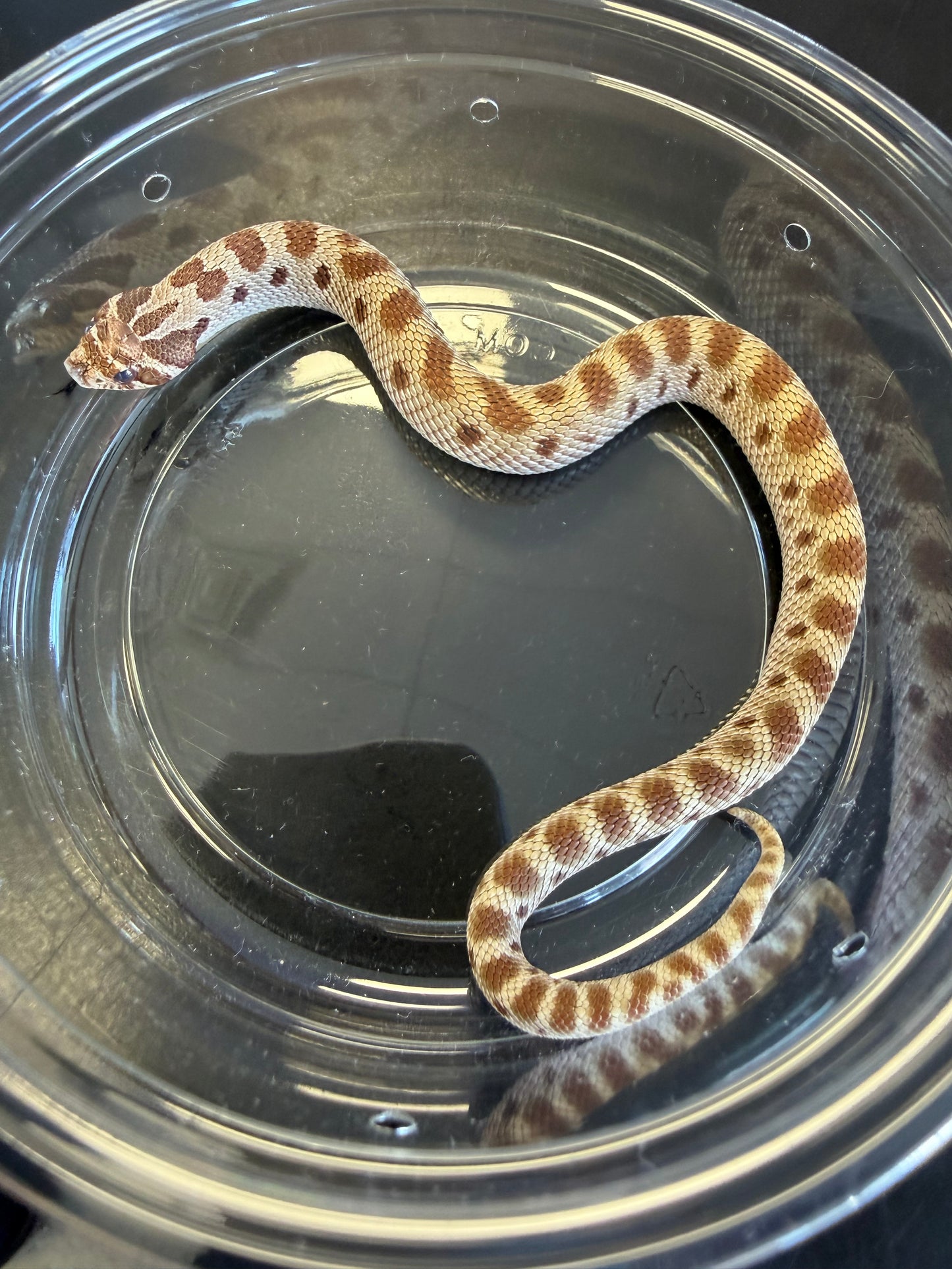 Anaconda - Western Hognose