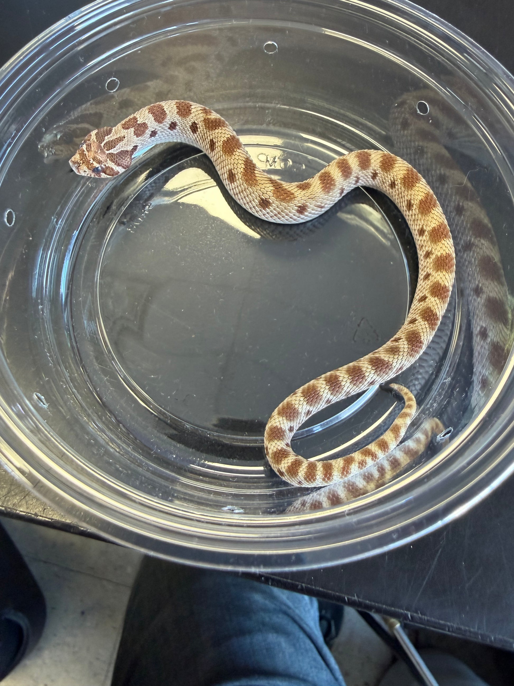 Anaconda - Western Hognose