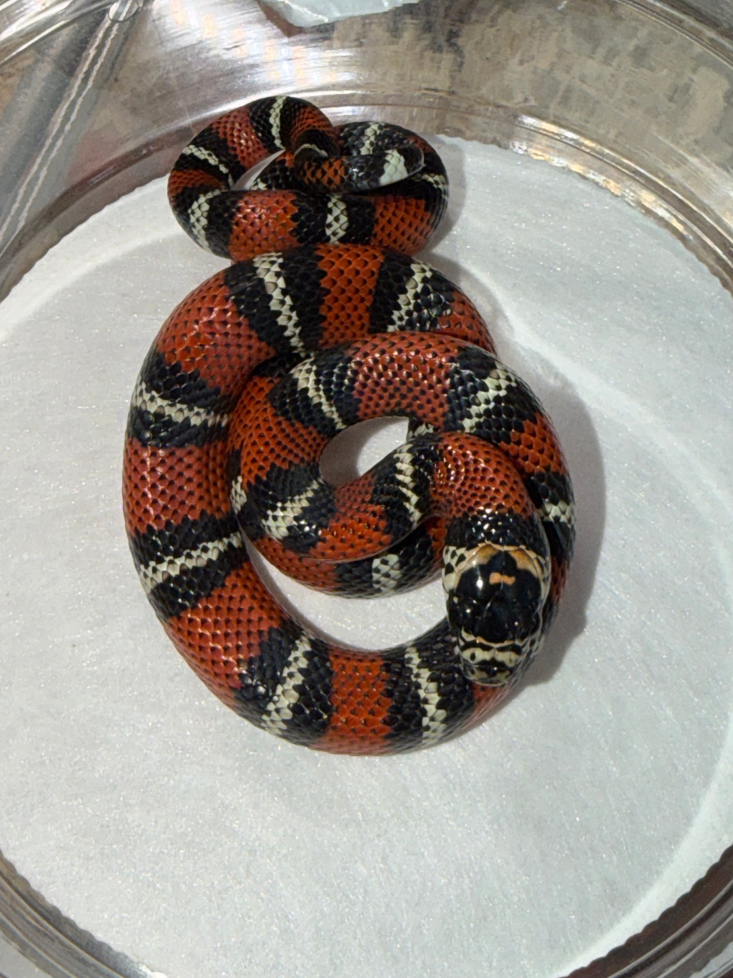 Andean milk snake - Andean Milk Snakes